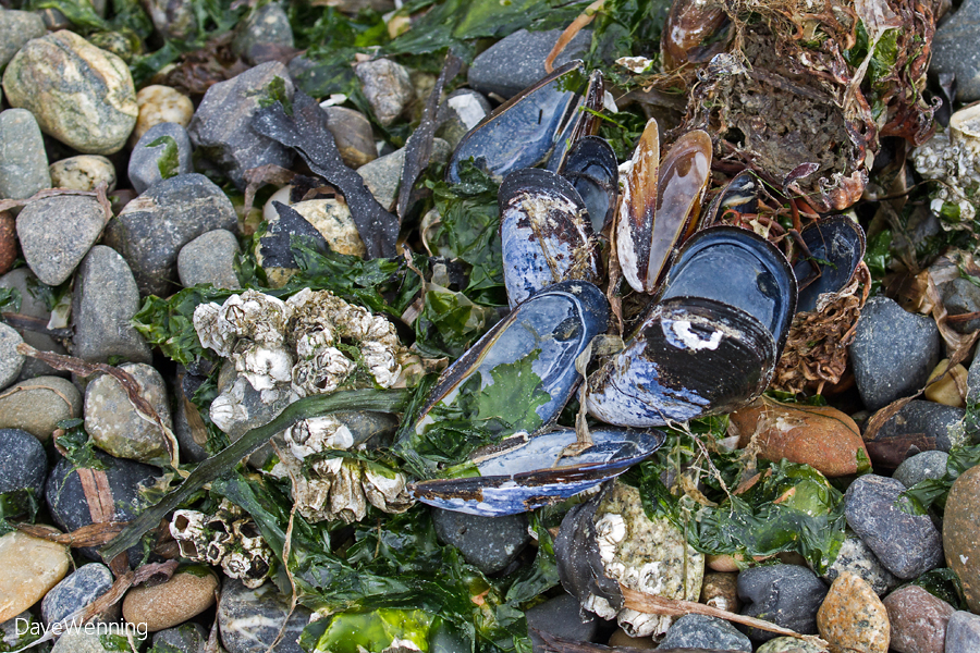 Blue Mussel Shells