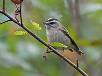Golden-crowned Kinglet Golden-crowned Kinglet