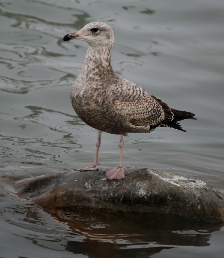 Ohio Birds and Biodiversity Herring Gull that name covers a lot of stuff