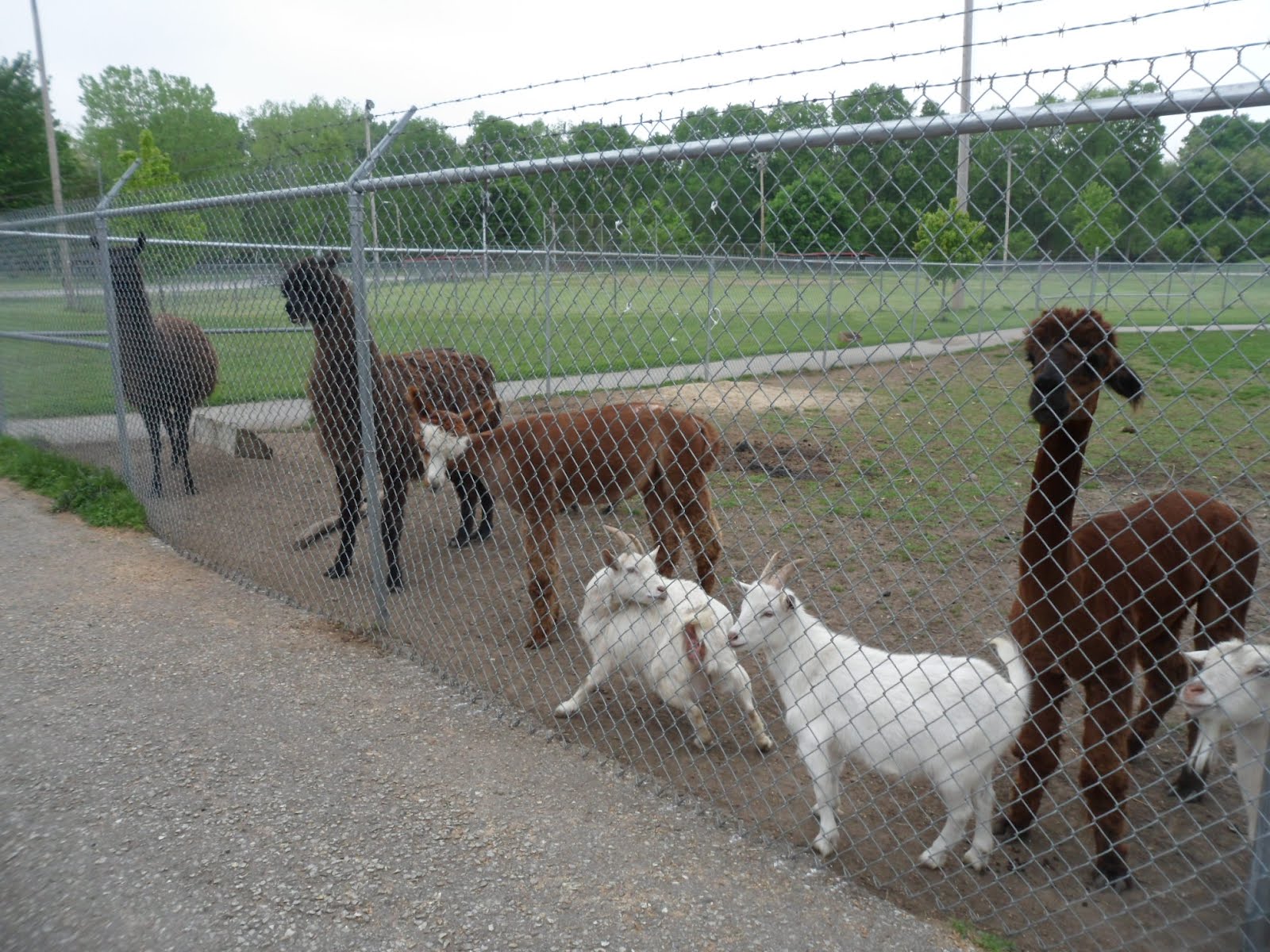 Strange Gratitude Gas City Petting Zoo