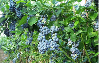 Viện cây giống trung ương, cung cấp cây việt quất đang có quả, cây sai quả, cung cấp toàn quốc.