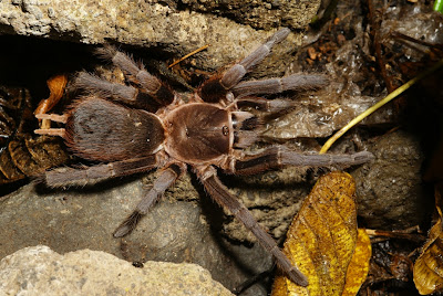 Nicaragua tarantulas
