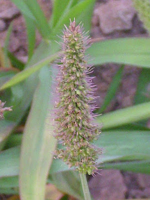 Setaria verticillata, herba apegalosa, pegalosa, apegue Setaria verticillata, herba apegalosa, pegalosa, apegue
