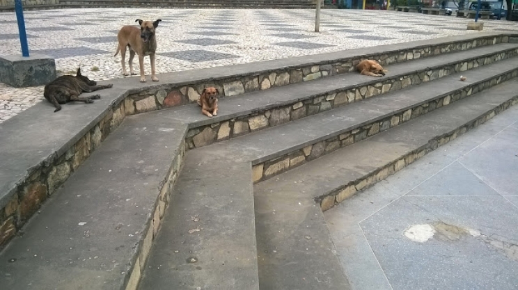 Saúde. Cães perambulam pelas ruas da cidade Saúde. Cães perambulam pelas ruas da cidade