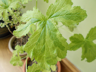 Pelargonium "Charity" - citrus scented leaves Plants indoors for winter Green Fingered Blog