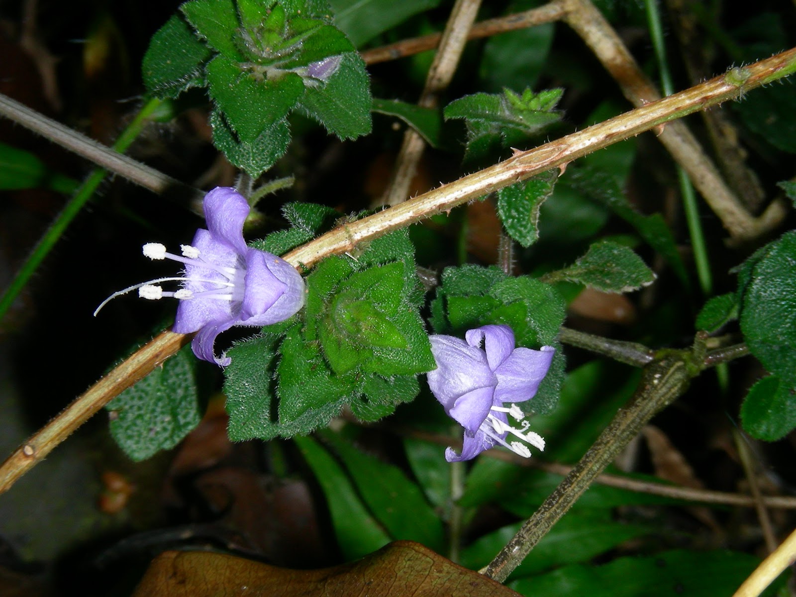 flowers and flowers