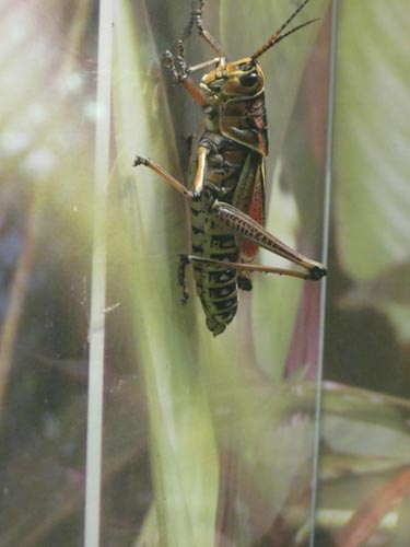 Eastern Lubber Grasshopper Eastern Lubber Grasshopper