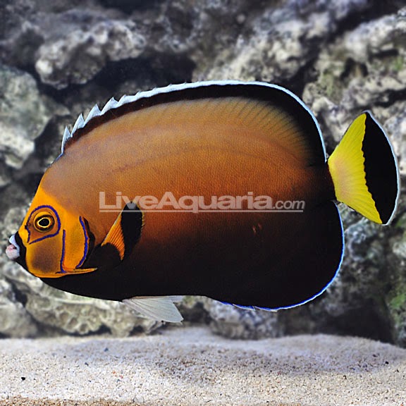 conspicuous angelfish- from liveAquaria
