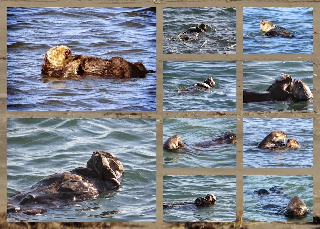 California Coast Drive - Sea Otters in Monterey