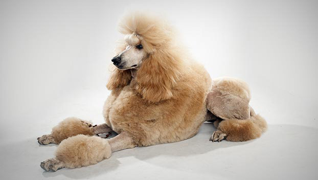 Safest Dog Breeds Safest Dog Breeds