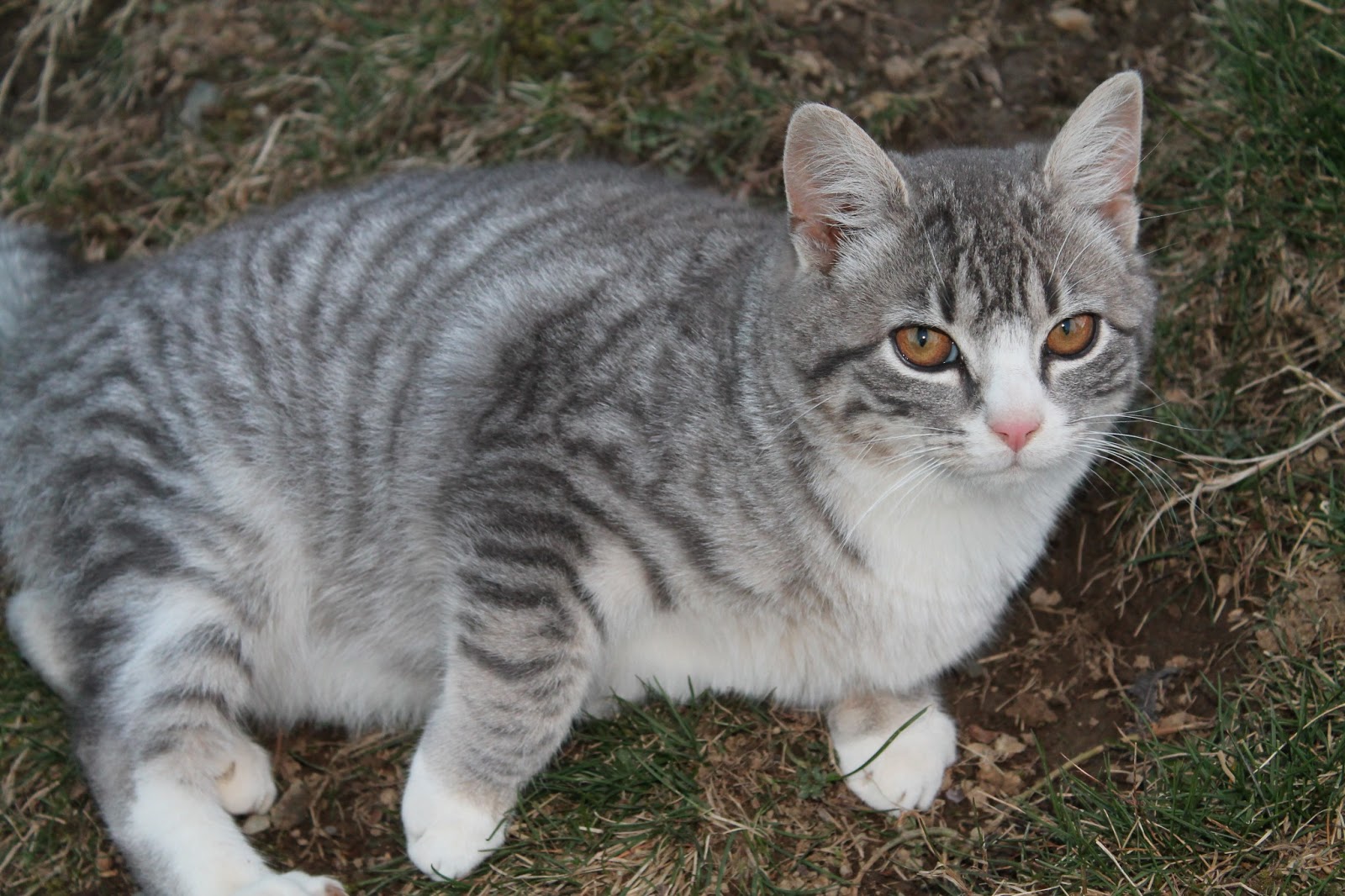 Spring Peeper Farm Barn Cats