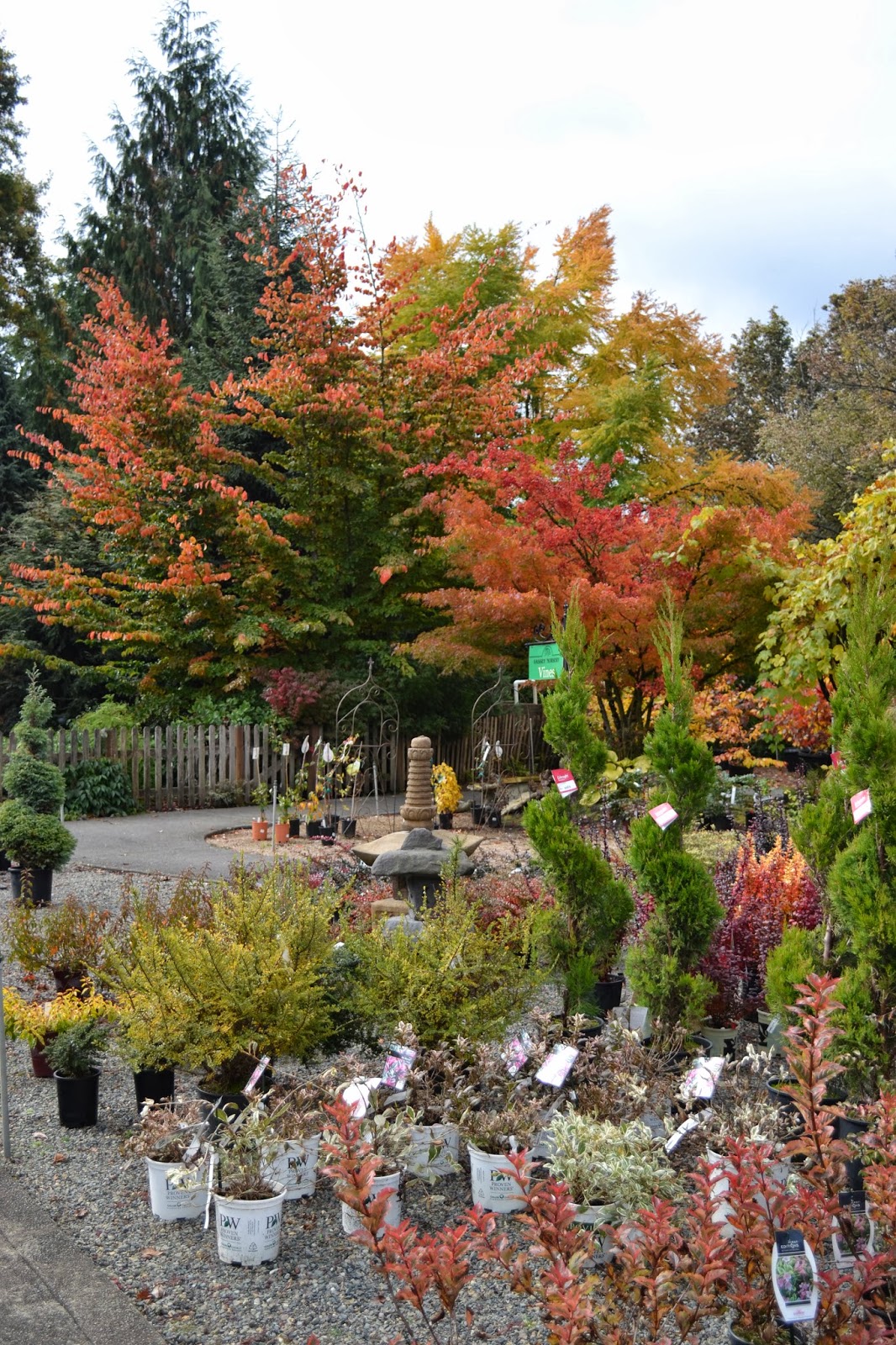 The Outlaw Gardener A Color Filled Visit to Vassey Nursery.
