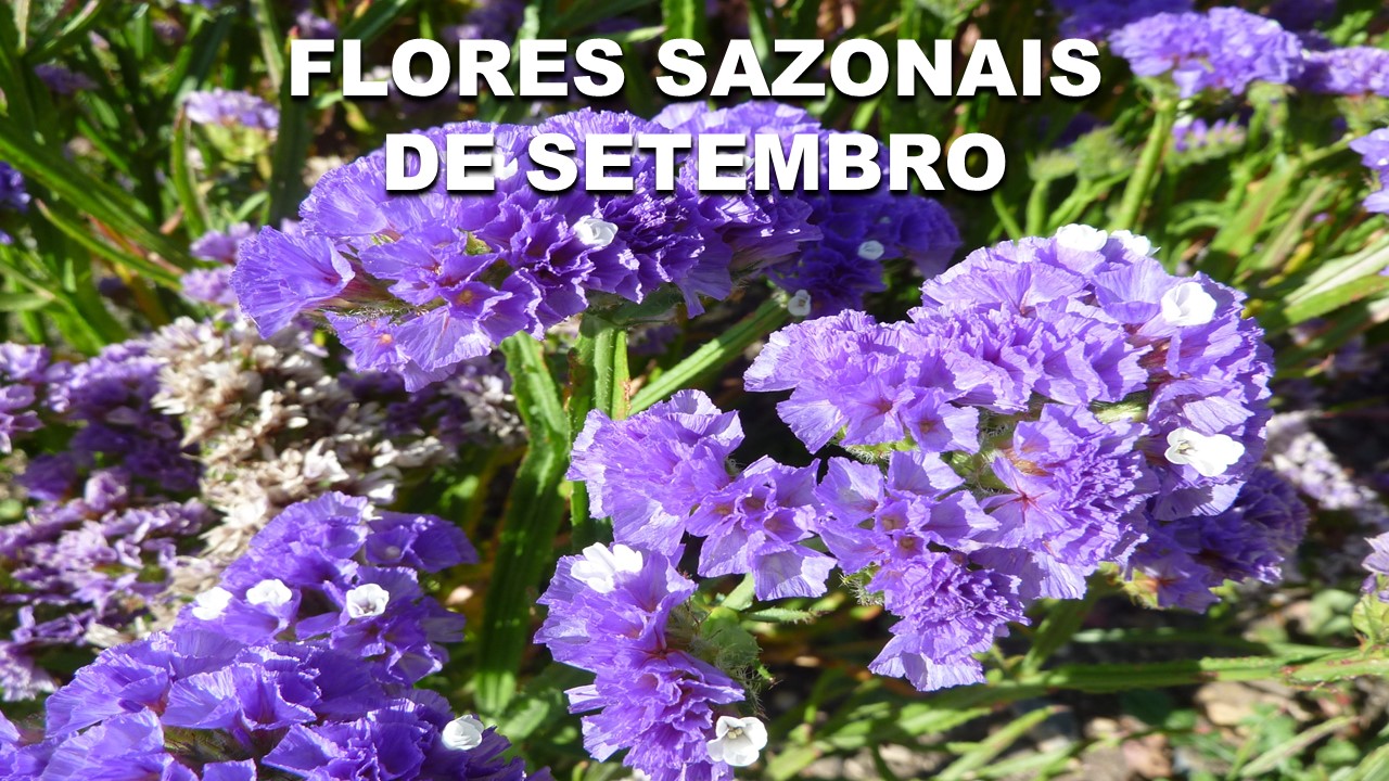 Conheça a diversidade de flores sazonais no mês de setembro