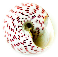 White snail shell with brown specs in a circular pattern