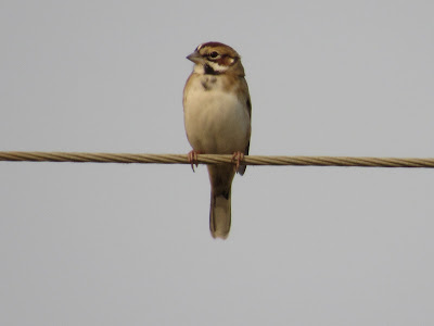 Colusa National Wildlife Refuge California birding hotspot