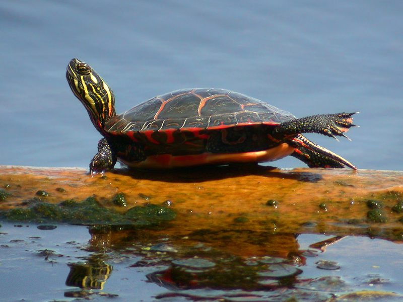 Pet Turtles The Eastern Painted Turtles
