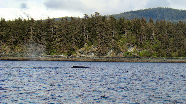 ENCUENTRO CON BALLENAS, JUNEU ALASKA