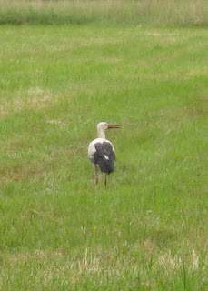 A stork in a marshy field, Germany