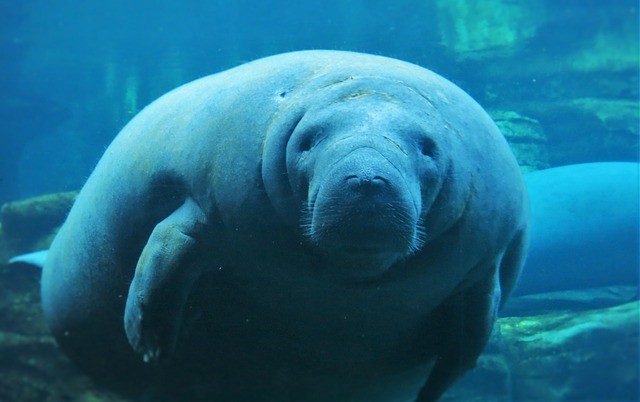 12 Interesting facts about Manatee | Facts About All