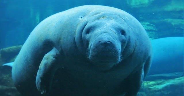 12 Interesting facts about Manatee | Facts About All