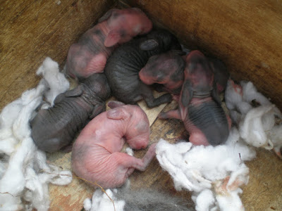 anak kelinci umur 1-2 hari