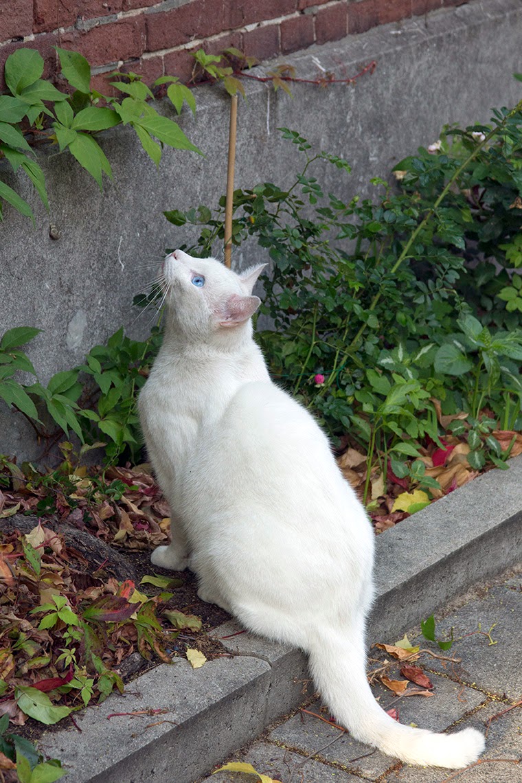 white cat looking at pigeon