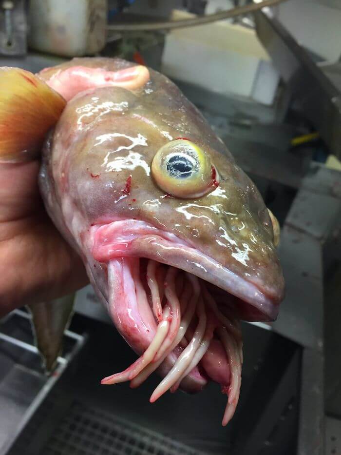 These Pictures Of Creatures Of The Deep Sea Are Both The Most Horrifying And Amazing Things We Have Ever Seen