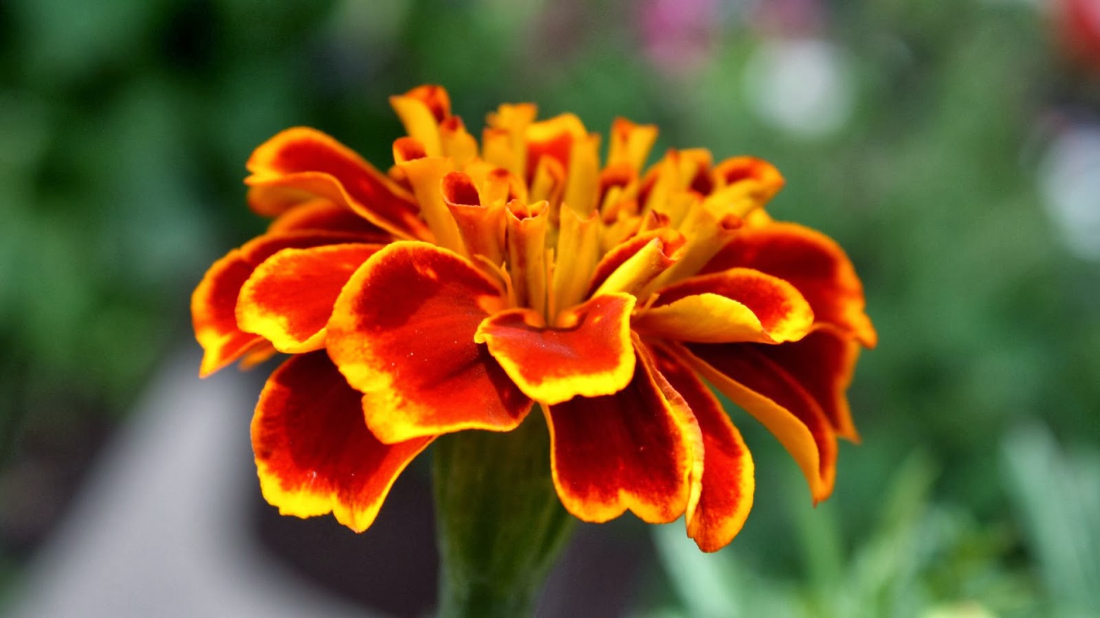Flower Desktop Wallpaper Hình nền hoa cho desktop full HD
