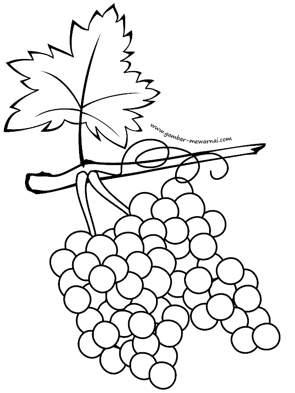 gambar mewarnai buah anggur