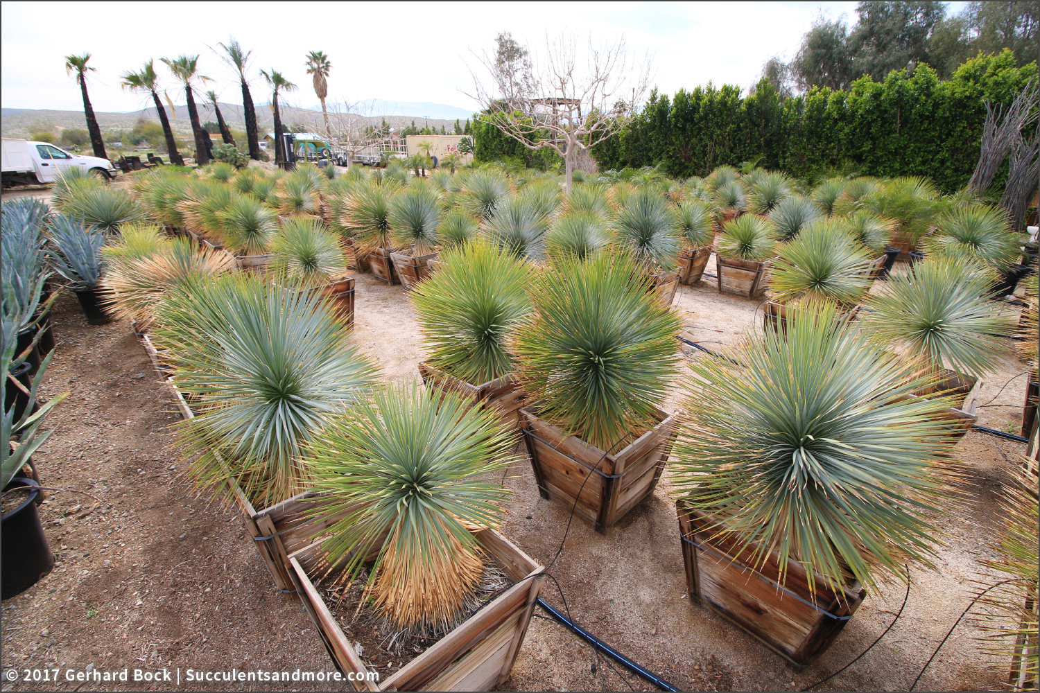Sunland Cactus Nursery Kew Gardens Beaked Yucca Rostrata