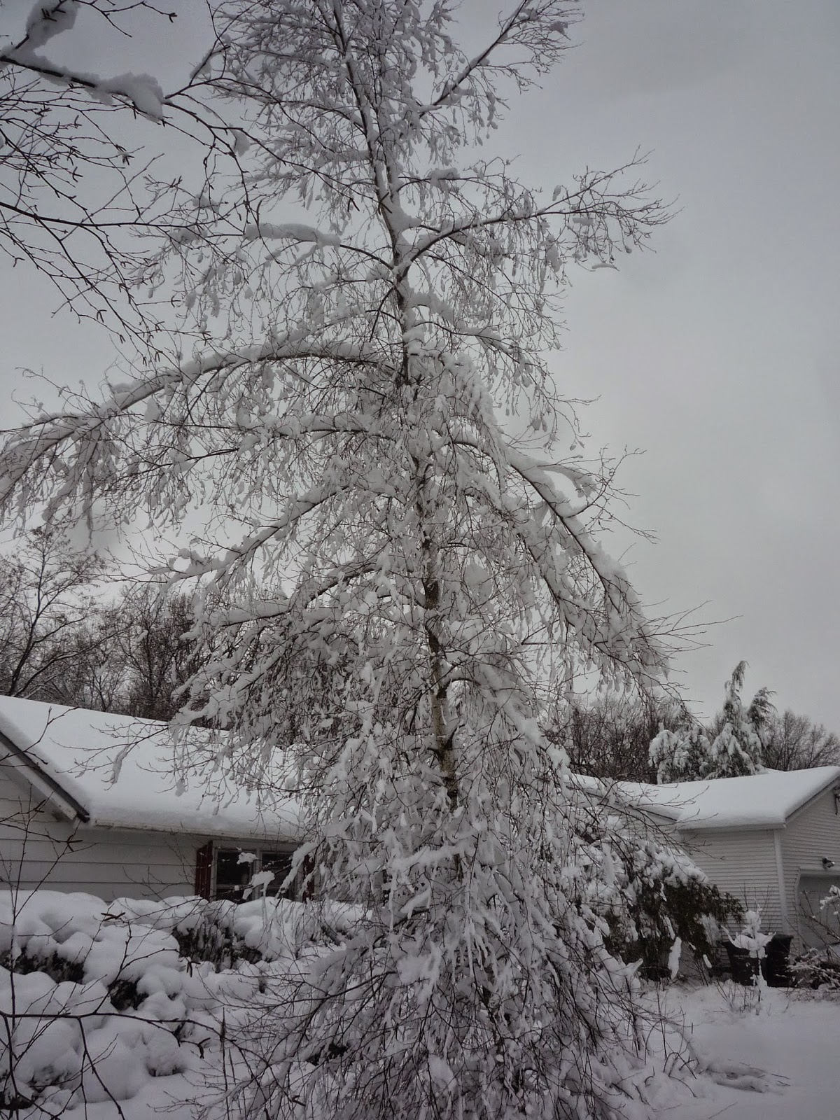 Weather in Vermont Dec 2014 Snowstorm South Burlington, Vermont Photos and commentary.