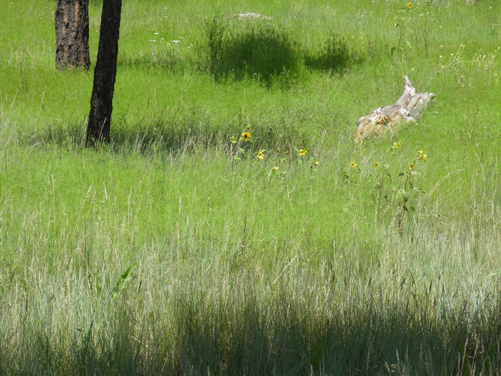 walking flagstaff flagstaff august