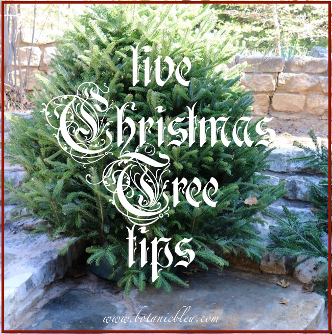 live-christmas-tree-buying-tips