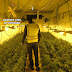 Desmantelan una plantación de marihuana en Montearagón con más de 2.000 plantas