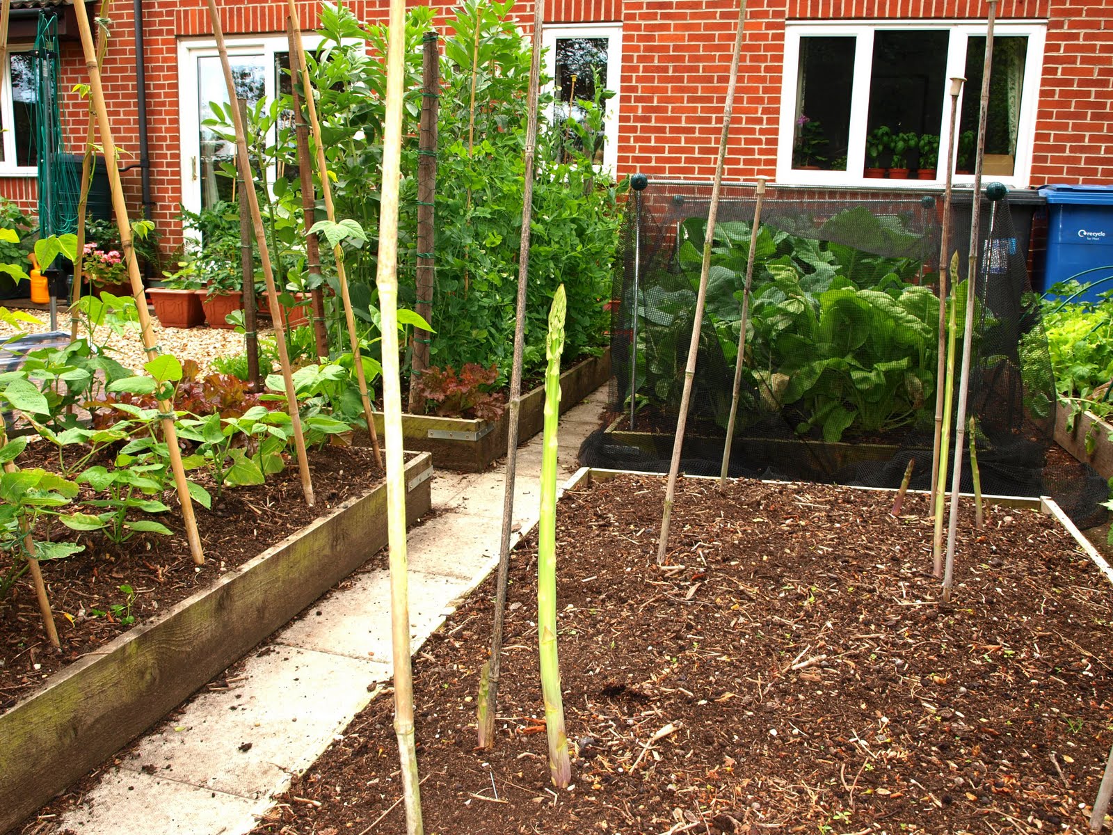 Mark's Veg Plot The end of the Asparagus season