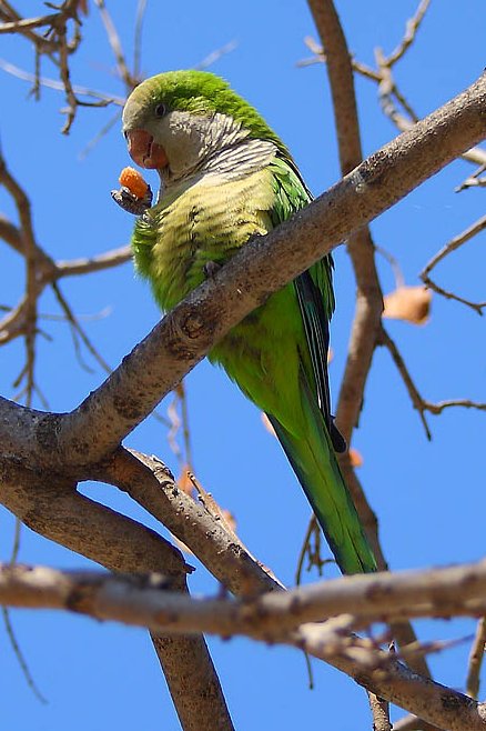 Green Parakeet (Aratinga holochlora) about to take a bite at the piece of bread