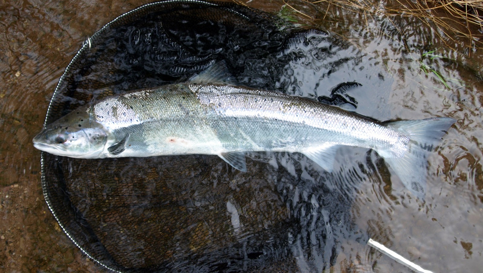 daijones flies: River Usk salmon and flies.