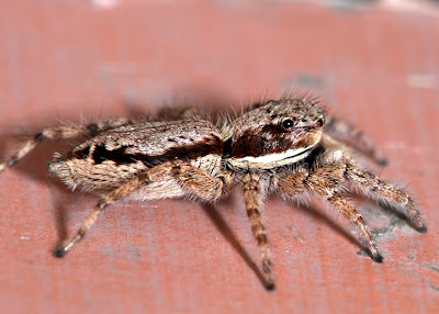 Visto al Pasar: Arañas Domesticas
