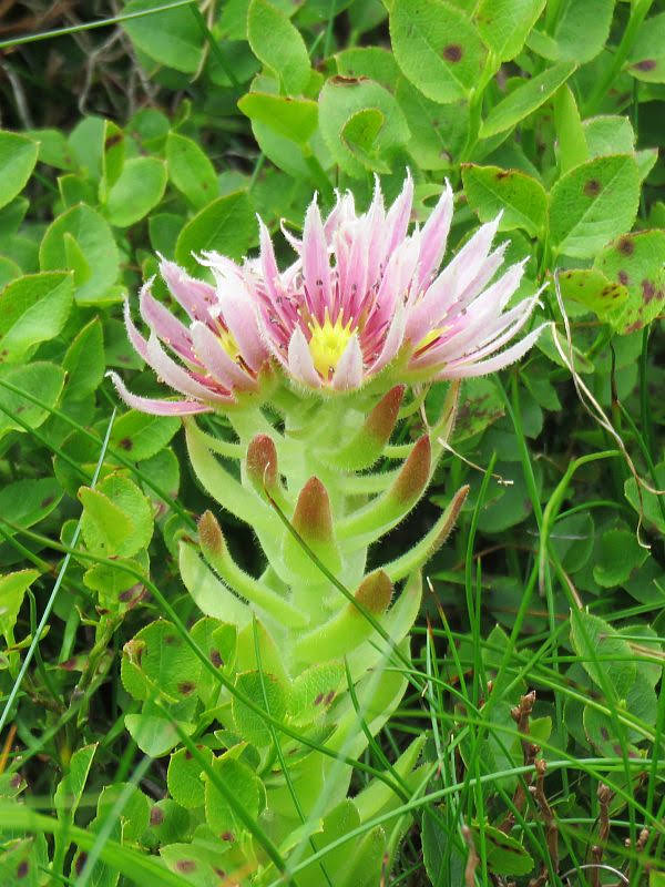 Rojnik górski (Sempervivum montanum L.)