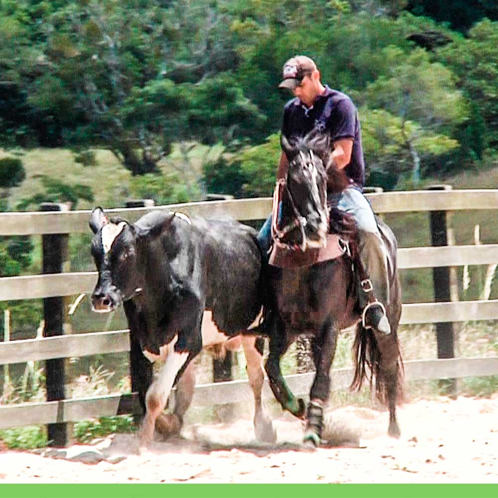 Fotos De Cavalos De Vaquejada Fotos De Cavalos De Vaquejada
