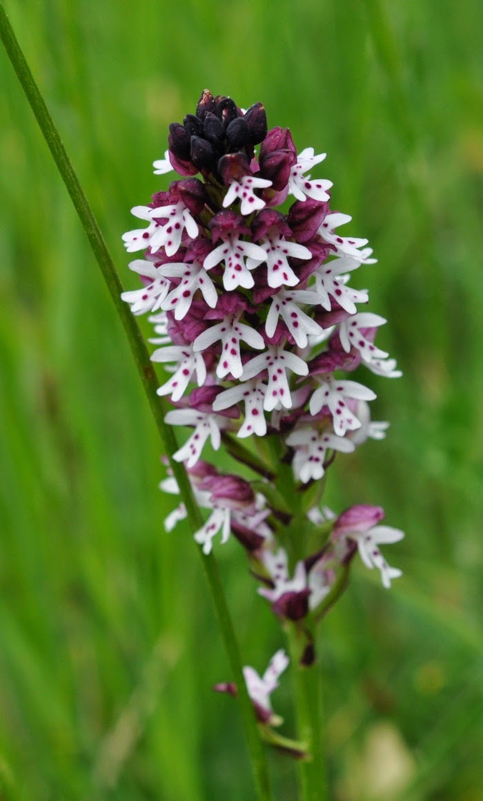 Neotinea ustulata Neotinea ustulata