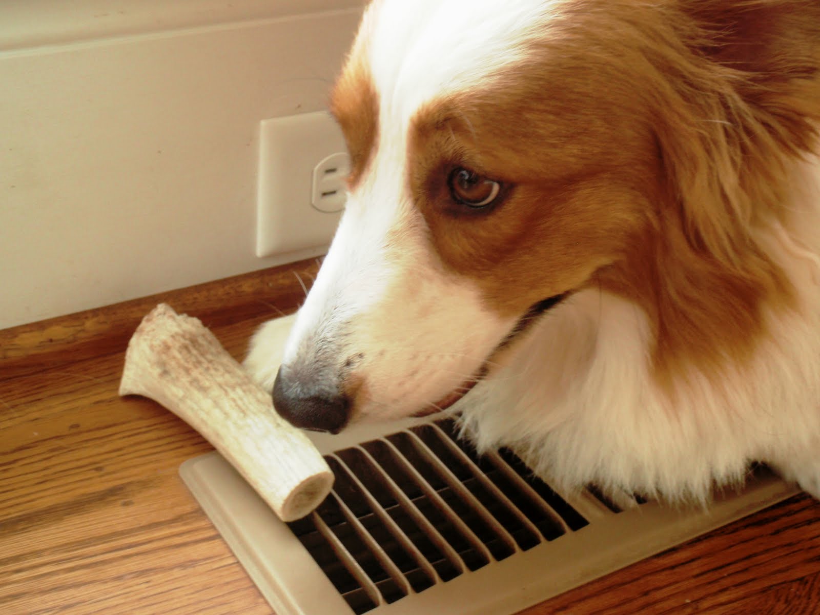 The Chronicles of Cardigan Antlers taste good! Bully sticks smell good!