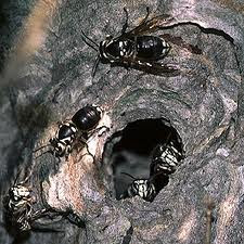 Writing North Idaho: Nature Writing: A Hornet's Nest
