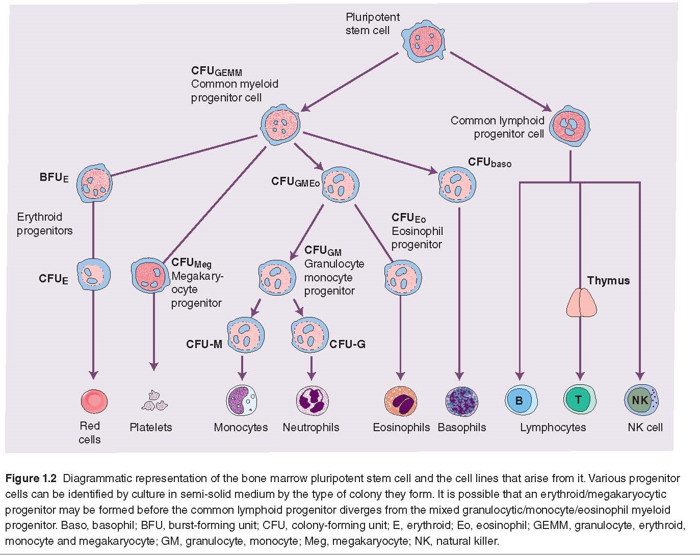 Haemopoietic Stem And Progenitor Cells pediagenosis