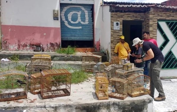 Oitenta e uma aves silvestres são libertadas no município de Pindobaçu A Operação Fauna Livre tem como objetivo combater tráfico, maus tratos, entre outros crimes contra animais