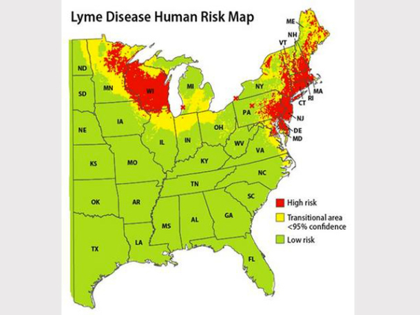 Lyme Disease In Dogs Natural Treatment Lyme Disease In Dogs Natural Treatment