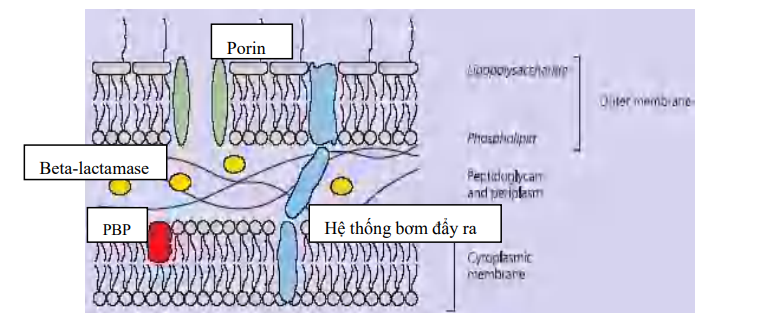 Sự tác động (riêng rẽ/ phối hợp) của beta-lactamase (cả ESBL), giảm tính thấm qua màng ngoài (porin), thay đổi PBPs và hệ thống bơm đẩy dẫn đến sự đề kháng beta-lactam ở trực khuẩn Gram-âm.