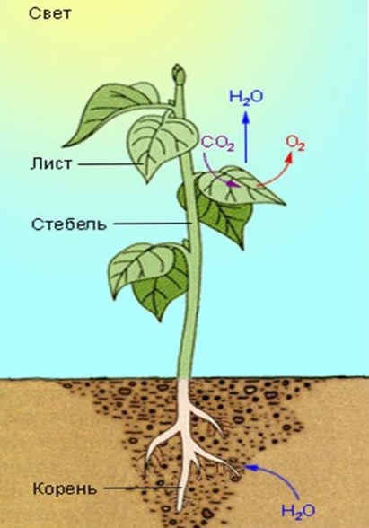 Воздушное питание корня. Физиология растений. Фотосинтез физиология. Схема фотосинтеза у растений. Фотосинтез физиология растений.