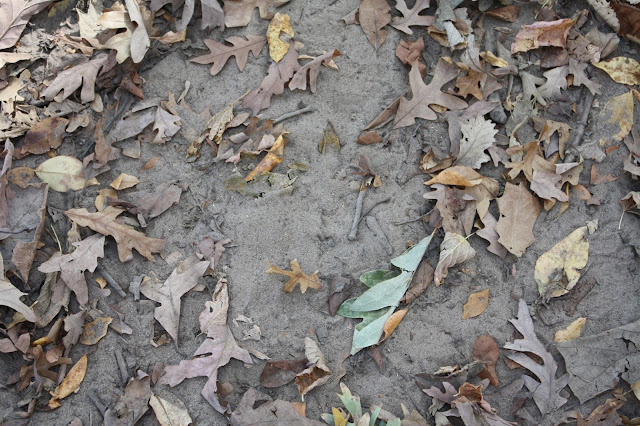 Sandy soil covered with fall leaves at Volo Bog in Illinois.