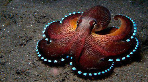 ADN del pulpo no es de este mundo, científicos revelan